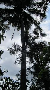 Panjat pohon kelapa